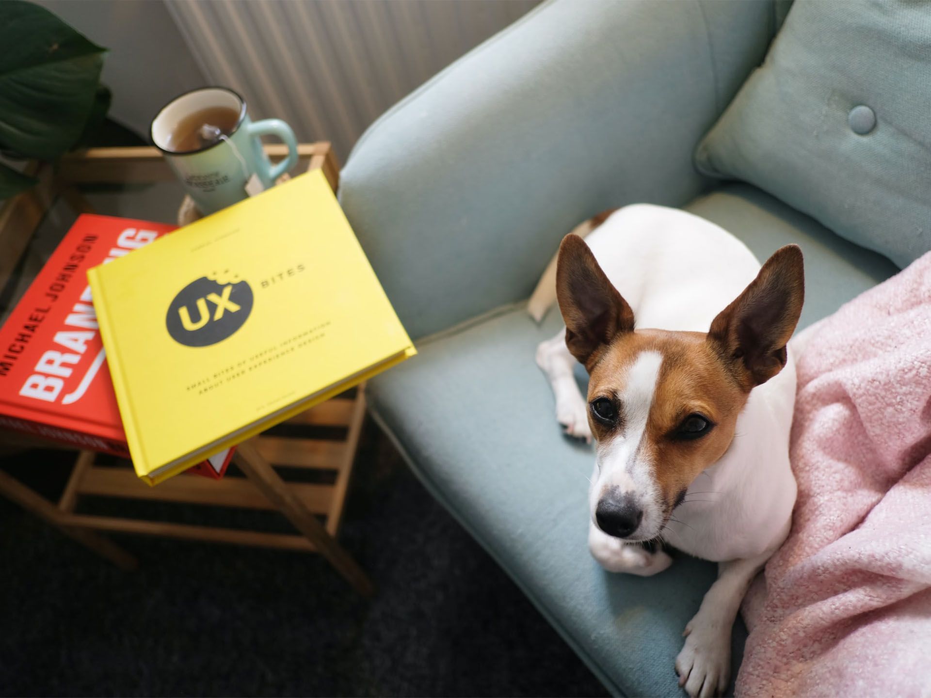 Libri sull'UX design e cane seduto sul divano