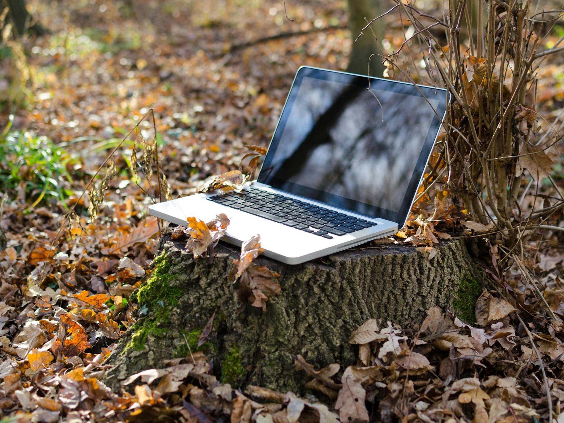 laptop aperto adagiato su un ceppo tra le foglie